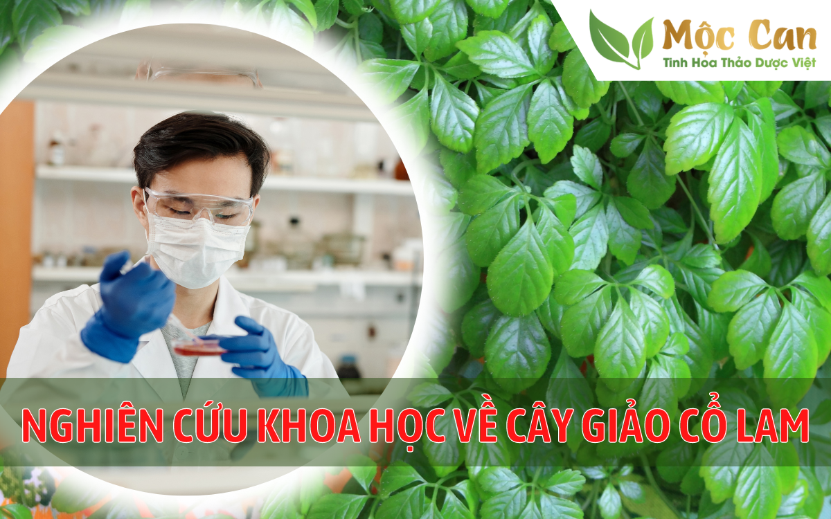 Nghiên cứu khoa học về cây giảo cổ lam 1